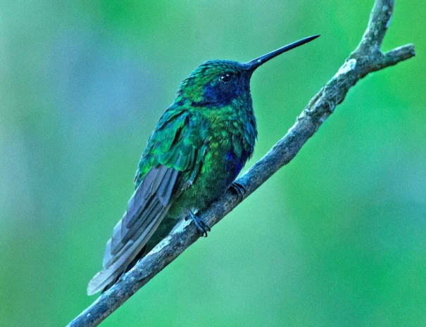 colibri-orejiamarillo