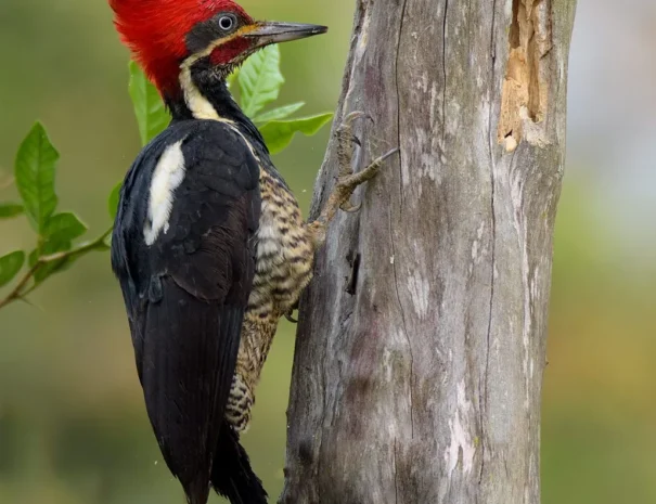 dryocopus-lineatus1