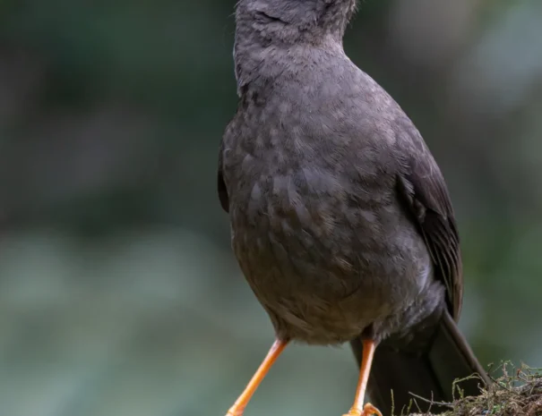 mirla-patinaranjagreat-thrushturdus-fuscater