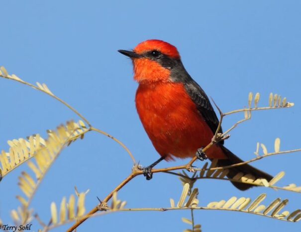 mosquetero-cardenal-3.jpg-750x555