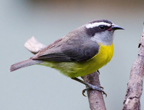 reinita-mielera.jpg-1800x1350