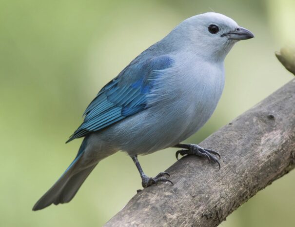 tangara-azulgris.jpg-1800x1350