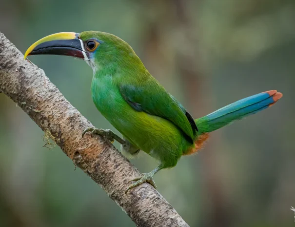 tulcalcillo-esmeralda