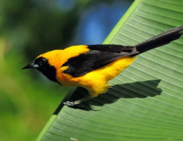 turpial-montaero.jpg-1201x631